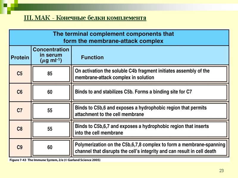 23 III. МАК - Конечные белки комплемента